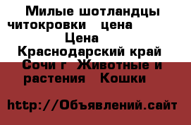 Милые шотландцы читокровки . цена 1000,2000,30 › Цена ­ 1 000 - Краснодарский край, Сочи г. Животные и растения » Кошки   